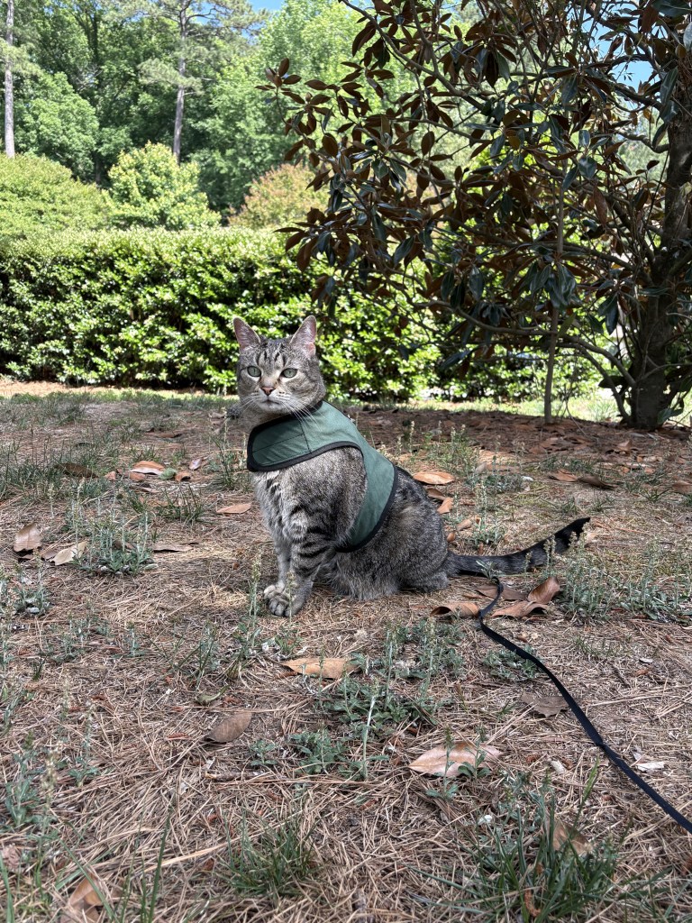 Oriole the cat, a gray tabby, wears a green harness and faces the camera. She looks imperious. Green trees and bushes are pictured in the background.
